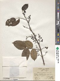 Zanthoxylum nitidum image