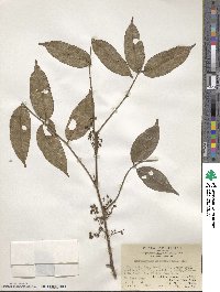 Zanthoxylum nitidum image