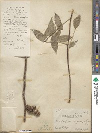 Zanthoxylum nitidum image