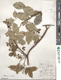 Zanthoxylum nitidum image