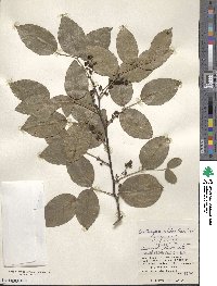 Zanthoxylum nitidum image