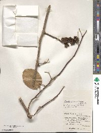 Zanthoxylum nitidum image