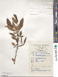 Zanthoxylum armatum image