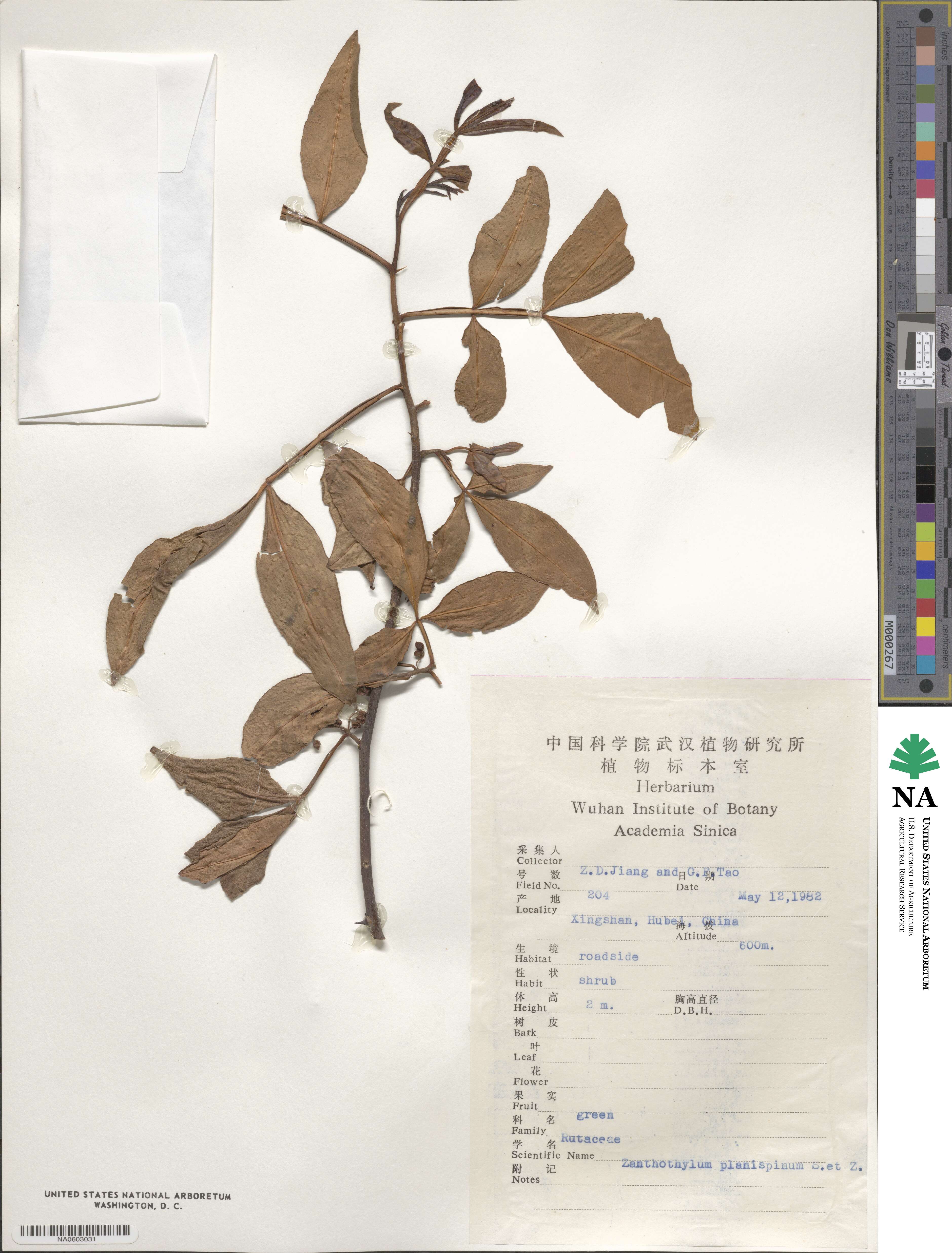 Zanthoxylum armatum image