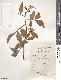 Zanthoxylum armatum image