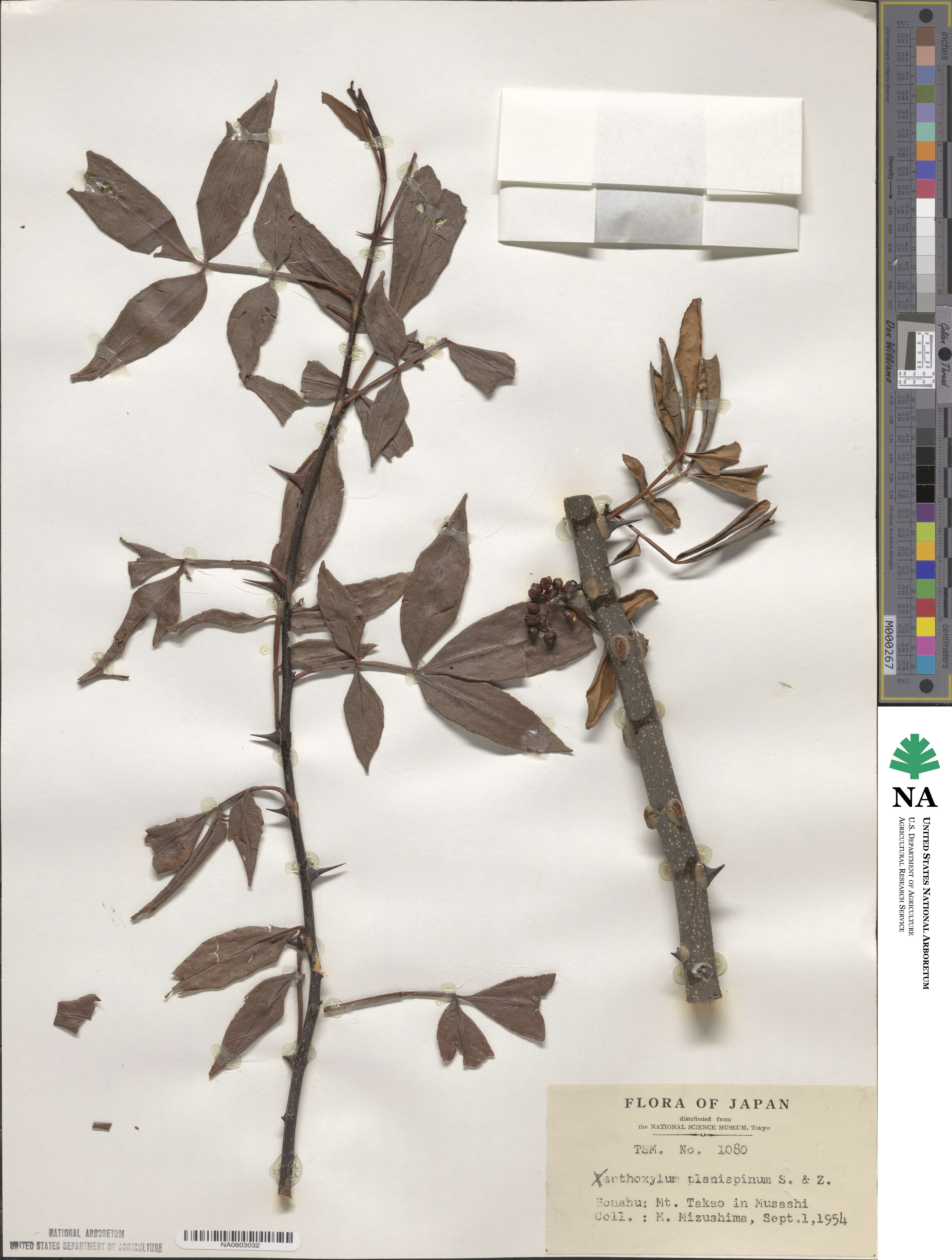 Zanthoxylum armatum image