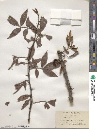 Zanthoxylum armatum image