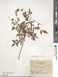 Zanthoxylum schinifolium image