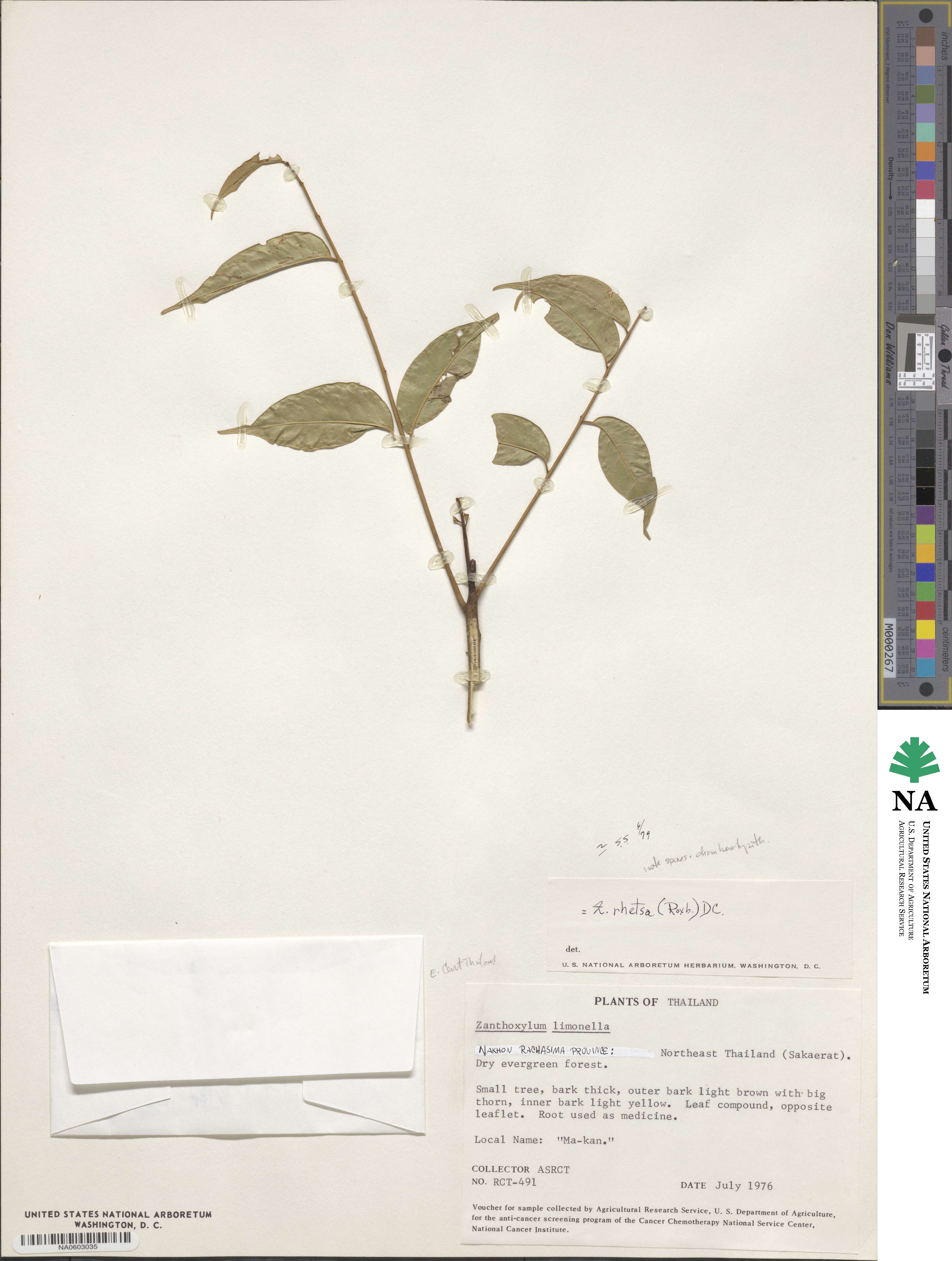 Zanthoxylum rhetsa image