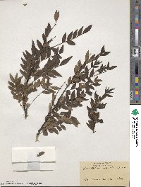 Zanthoxylum schinifolium image