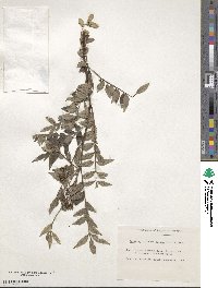 Zanthoxylum schinifolium image