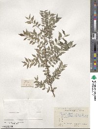 Zanthoxylum schinifolium image