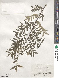 Zanthoxylum schinifolium image