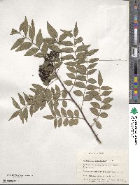 Zanthoxylum schinifolium image