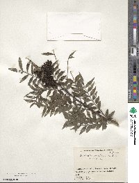 Zanthoxylum schinifolium image