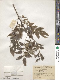 Zanthoxylum simulans image