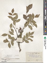 Zanthoxylum simulans image