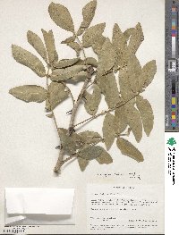 Zanthoxylum chalybaeum image