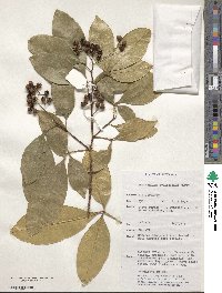 Zanthoxylum ovalifolium image