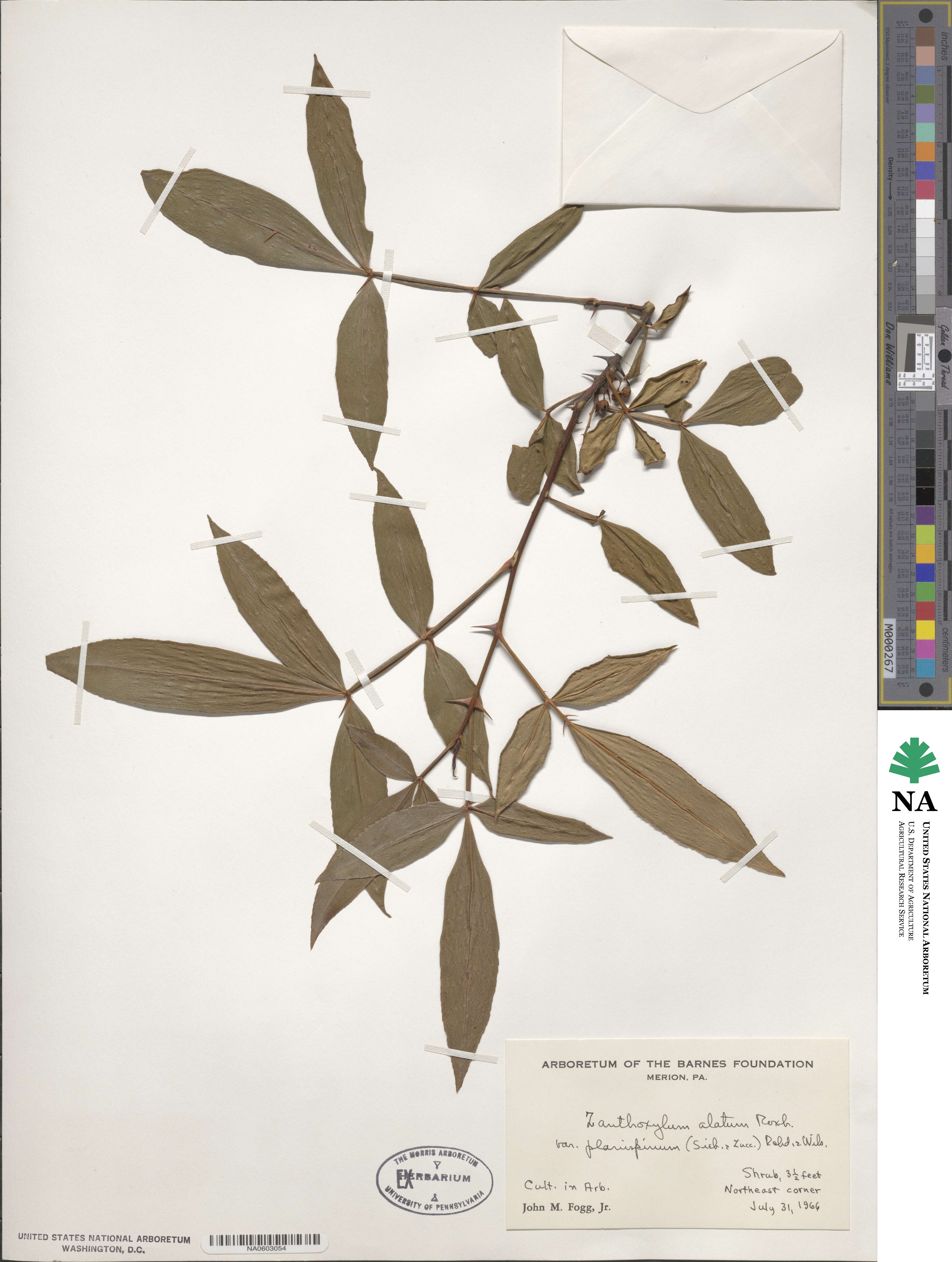 Zanthoxylum armatum image