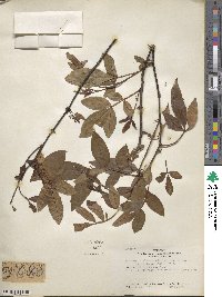 Zanthoxylum armatum image