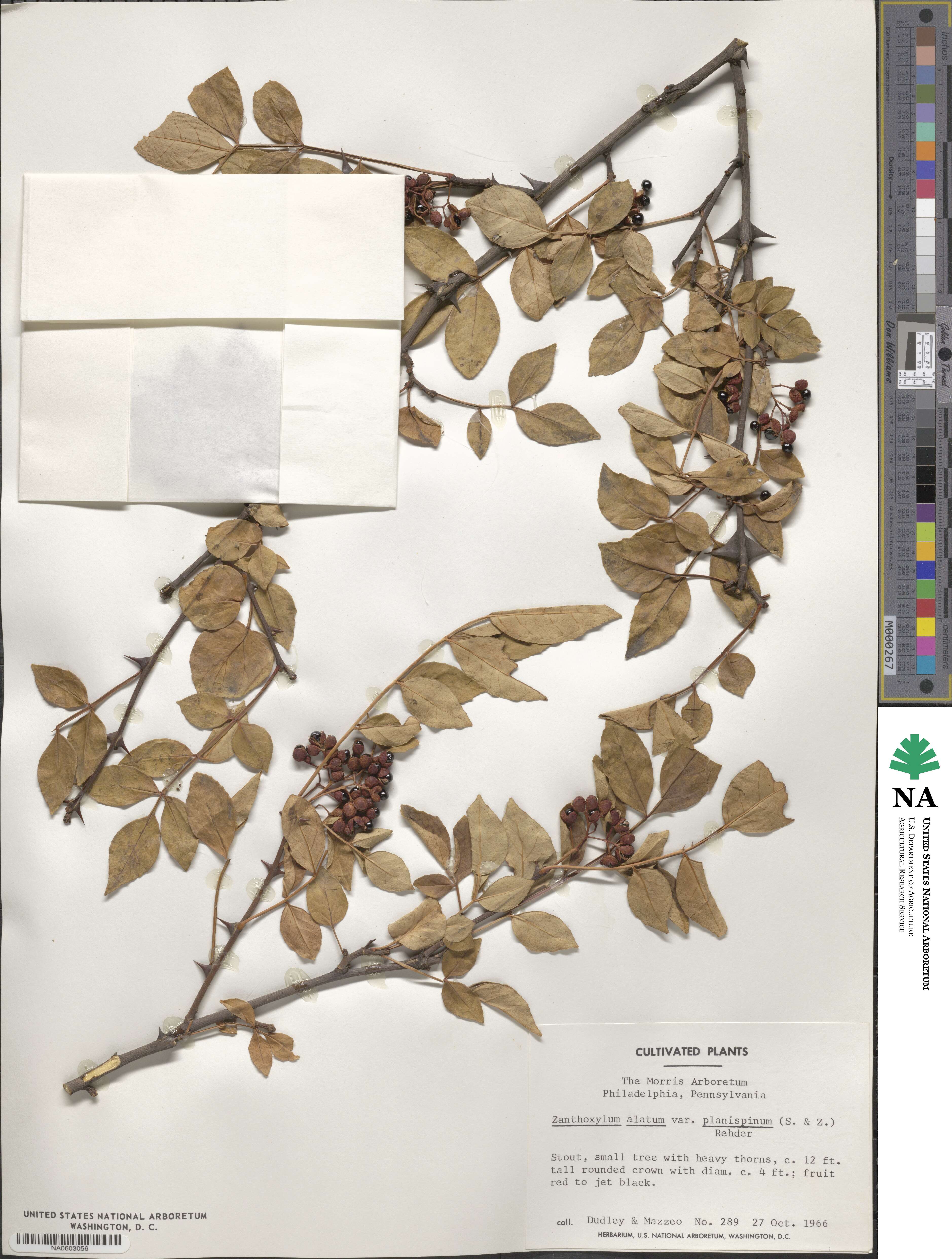 Zanthoxylum armatum image