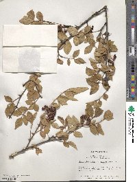 Zanthoxylum armatum image