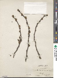 Zanthoxylum americanum image