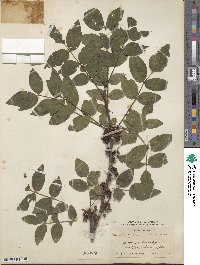 Zanthoxylum americanum image