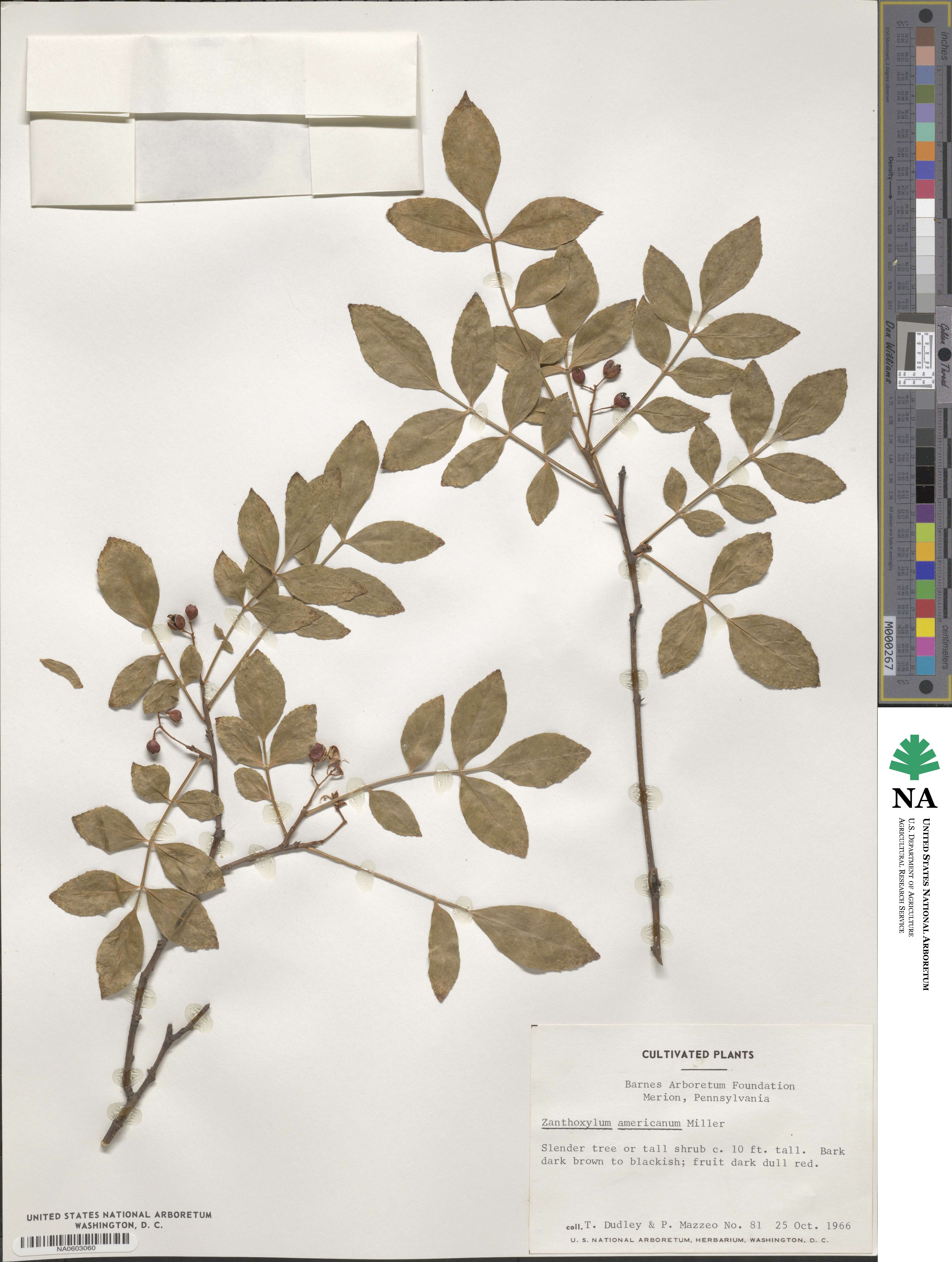 Zanthoxylum americanum image