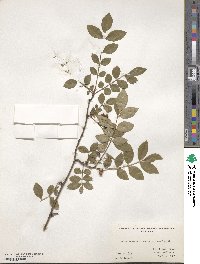 Zanthoxylum americanum image