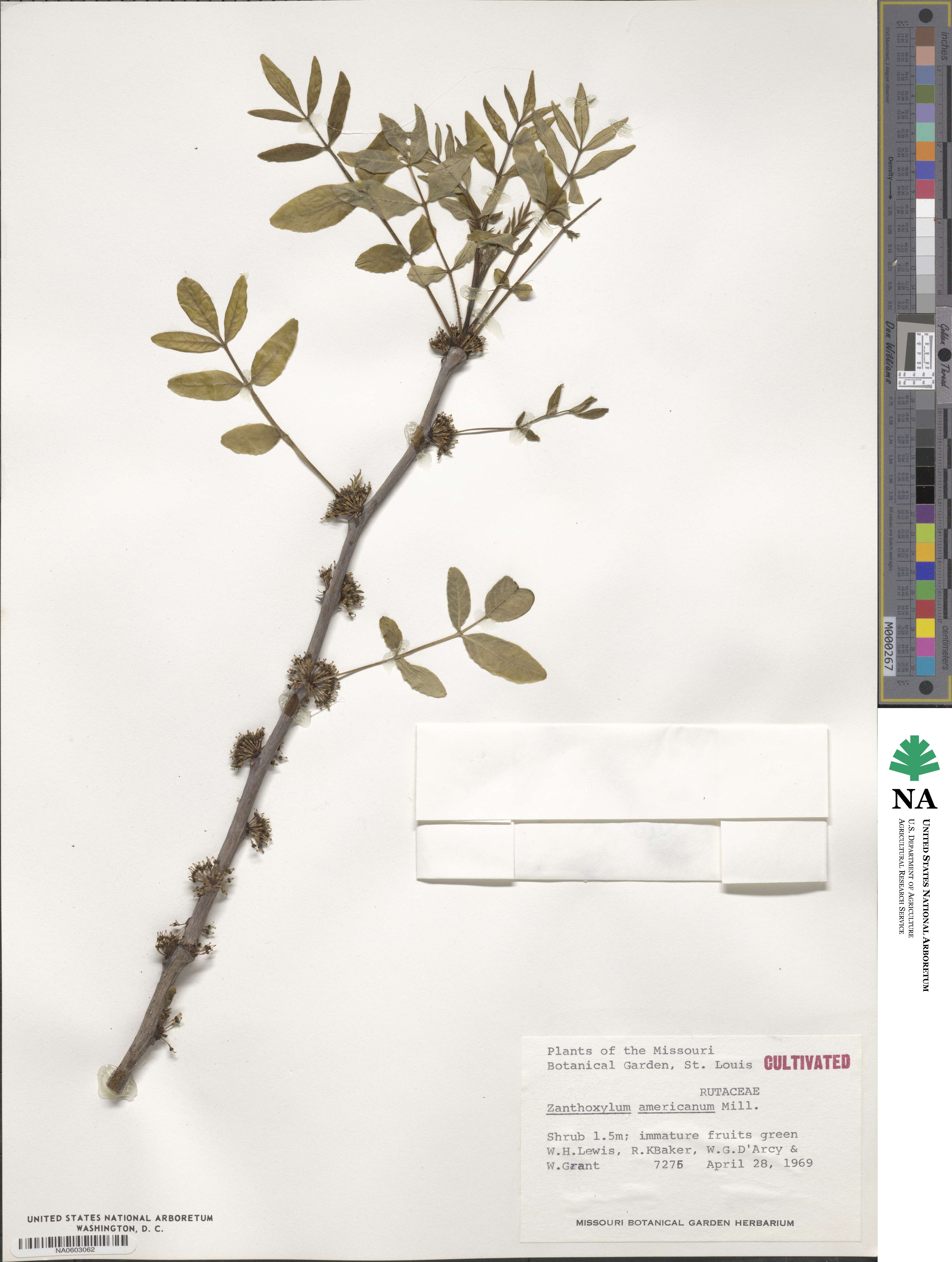 Zanthoxylum americanum image