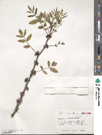 Zanthoxylum americanum image