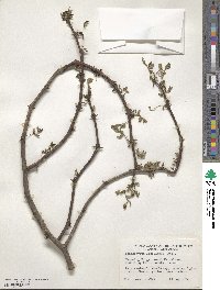 Zanthoxylum americanum image