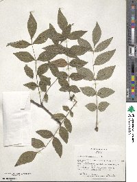 Zanthoxylum americanum image