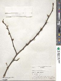 Zanthoxylum americanum image