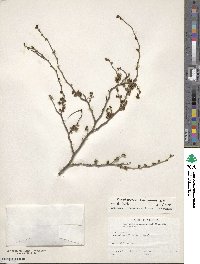 Zanthoxylum americanum image