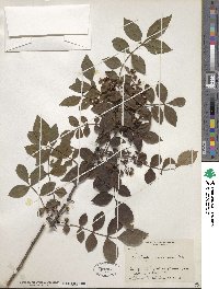 Zanthoxylum americanum image