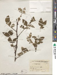 Zanthoxylum bungeanum image