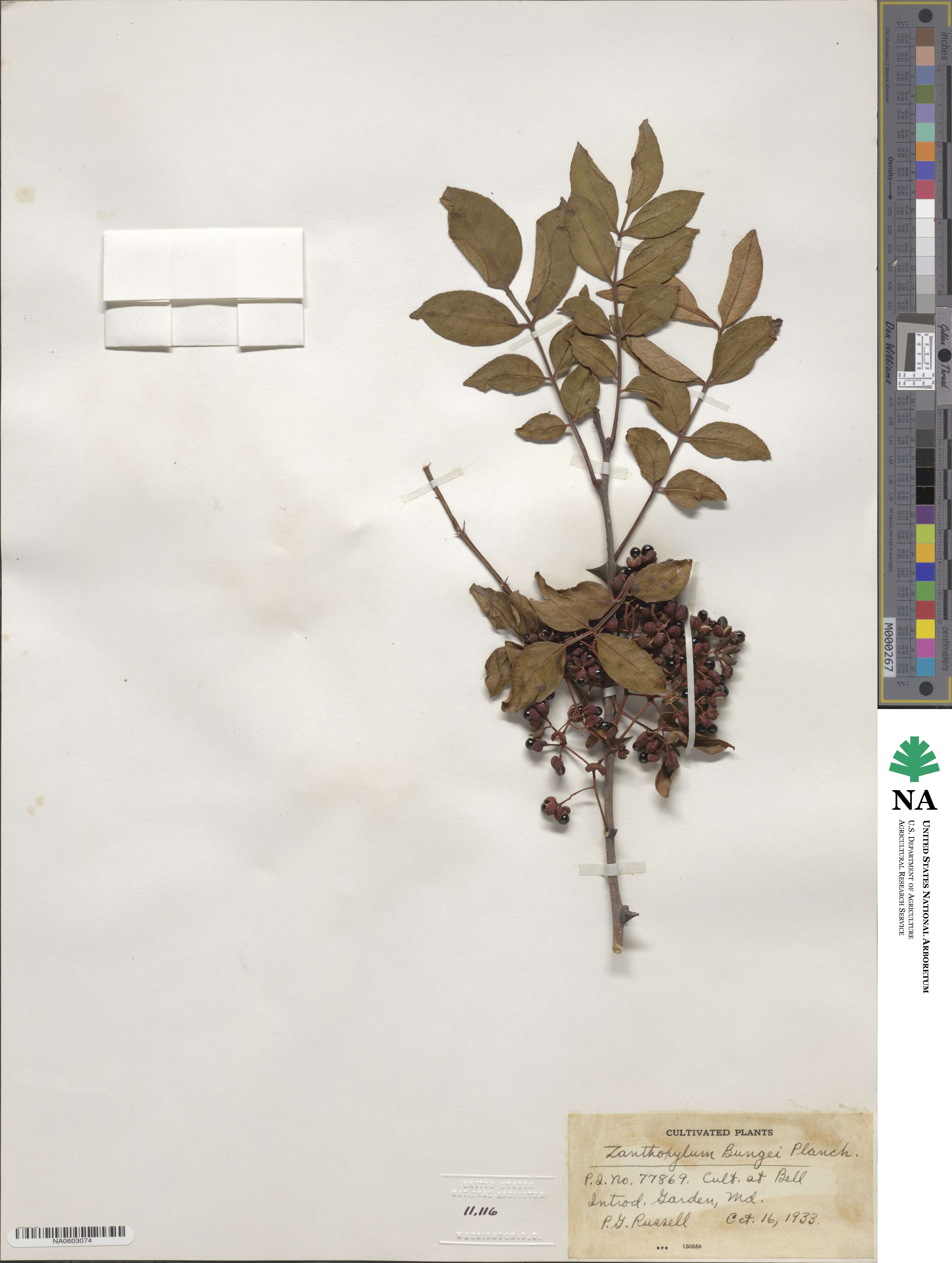 Zanthoxylum bungeanum image