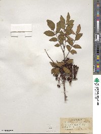 Zanthoxylum bungeanum image