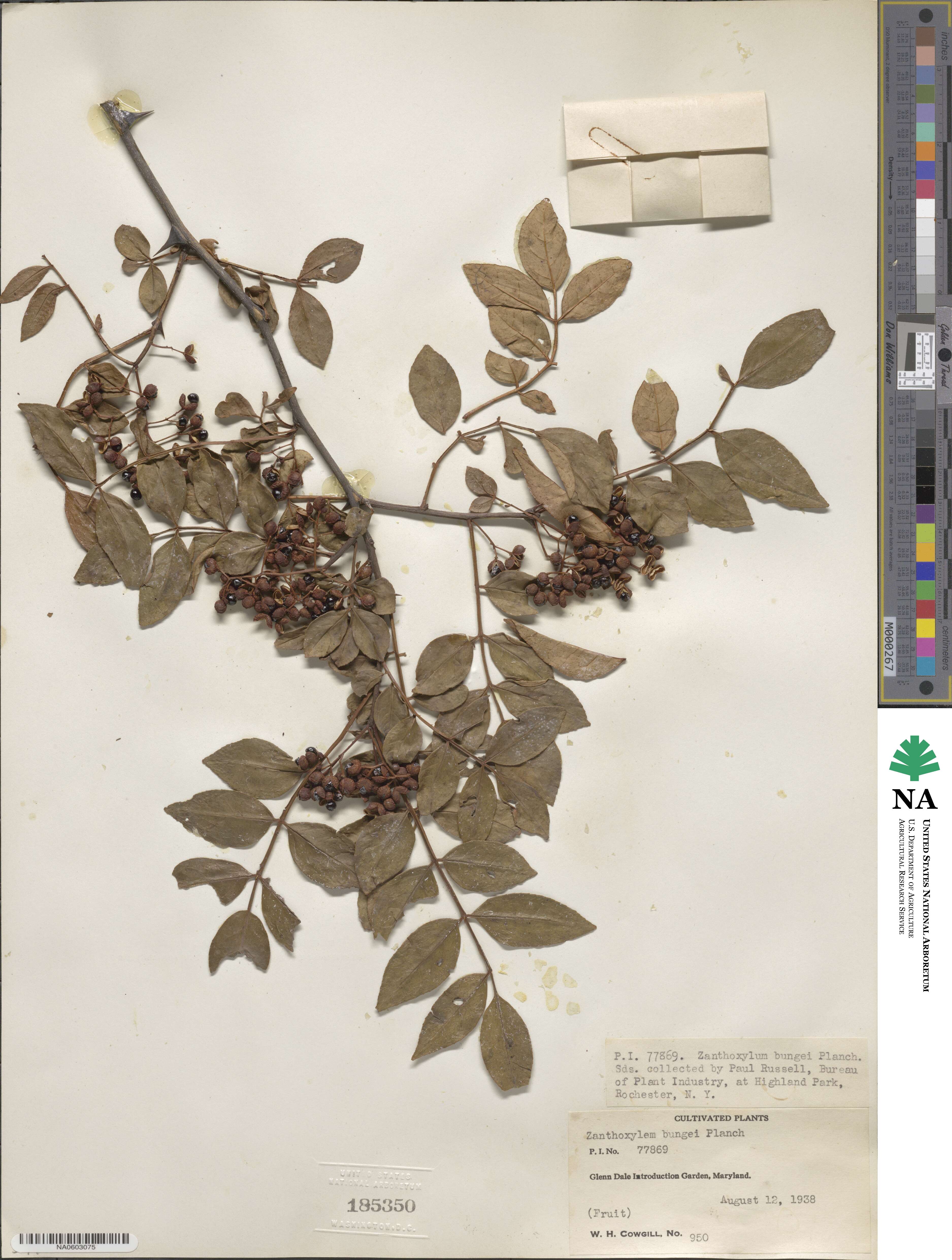 Zanthoxylum bungeanum image