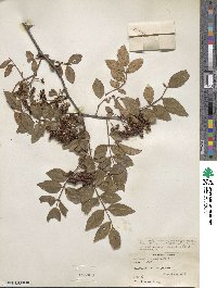 Zanthoxylum bungeanum image