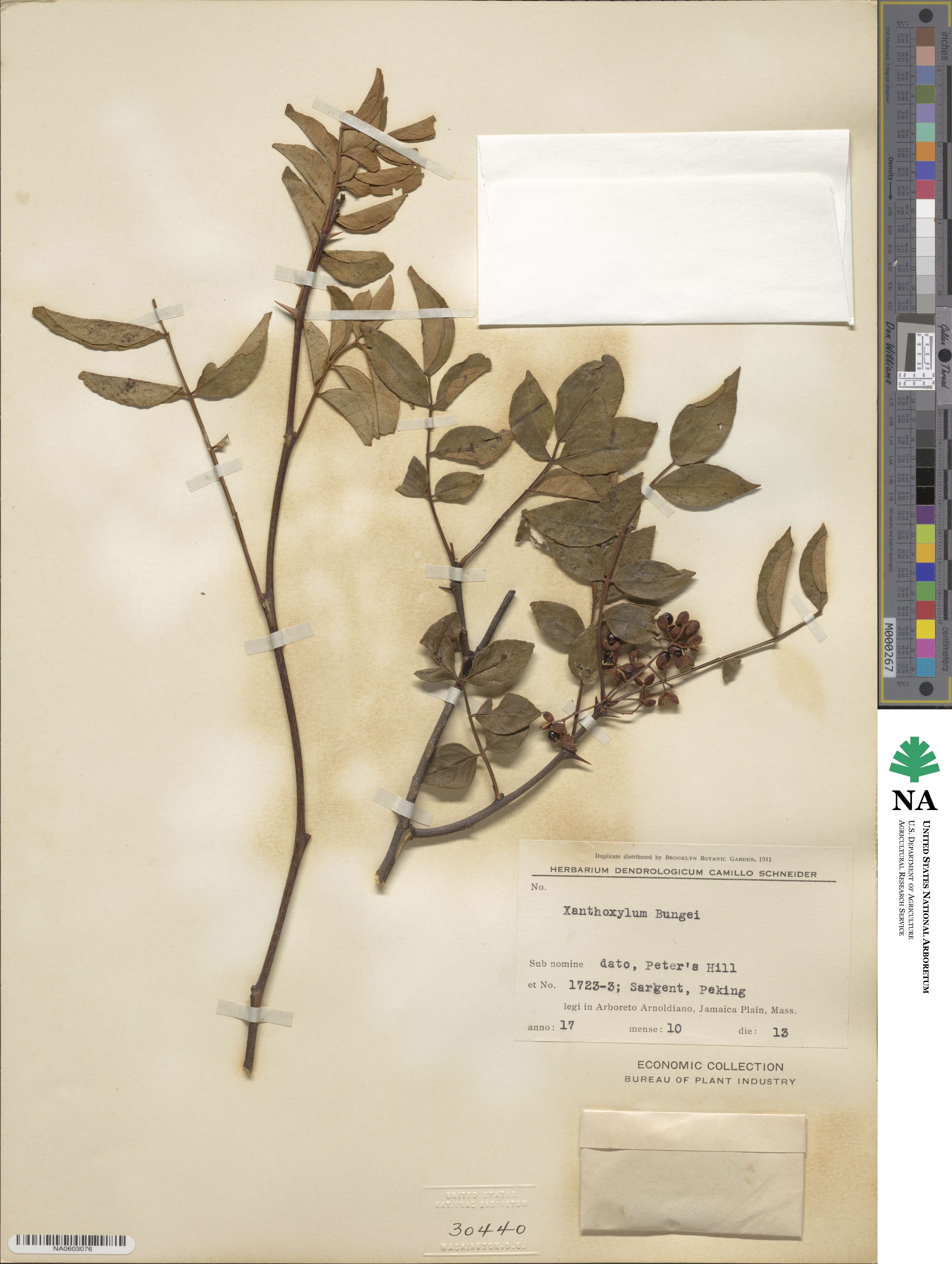 Zanthoxylum bungeanum image