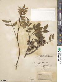 Zanthoxylum bungeanum image