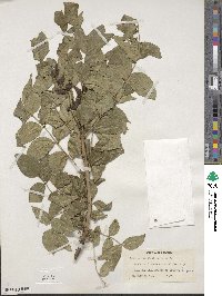 Zanthoxylum clava-herculis image