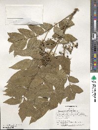 Zanthoxylum clava-herculis image