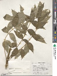 Zanthoxylum clava-herculis image