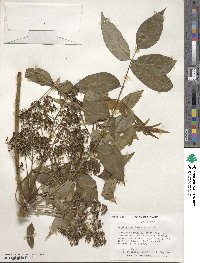 Zanthoxylum clava-herculis image