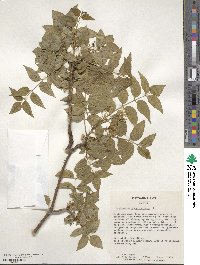 Zanthoxylum clava-herculis image